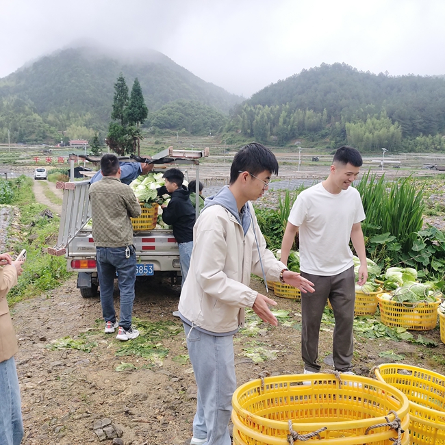 多方渠道助力泮洋乡大圪村滞销的高山蔬菜。古田县融媒体中心供图