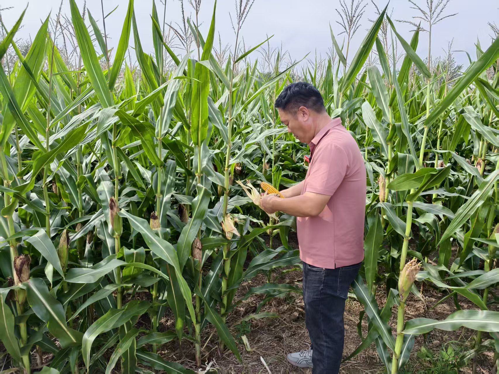 种粮大户刘涛检查玉米长势。人民网记者 李栋摄