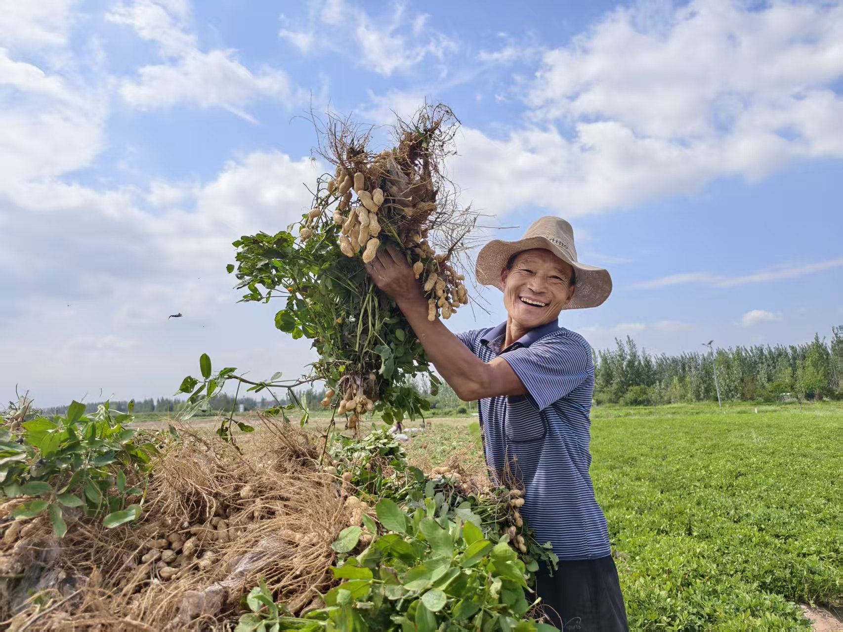 山东临沂费县的花生种植户迎来丰收。人民网记者 李栋摄