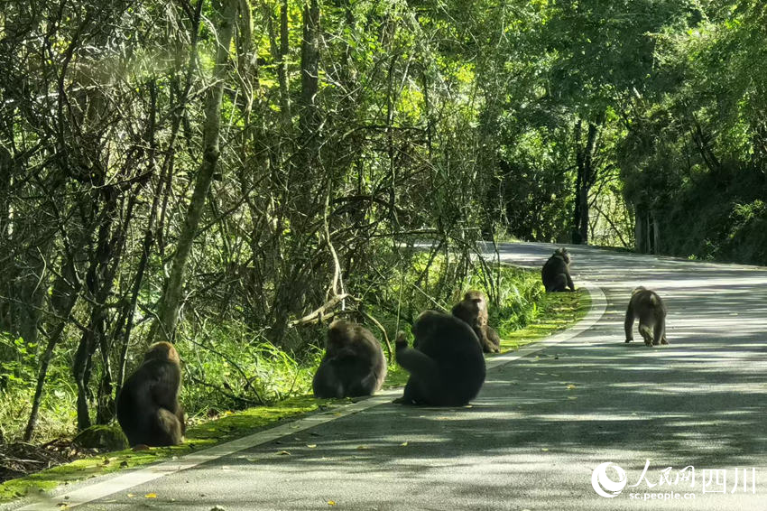 在唐家河,天气适宜的时候游客可以在路上偶遇野生猴群。丁杨摄