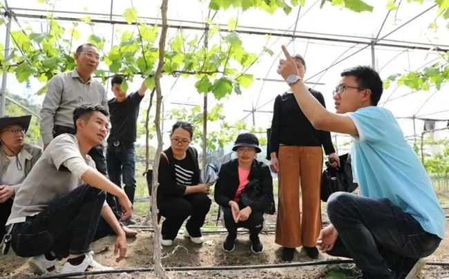 葡萄专家指导种植阳光玫瑰。汤文娟摄