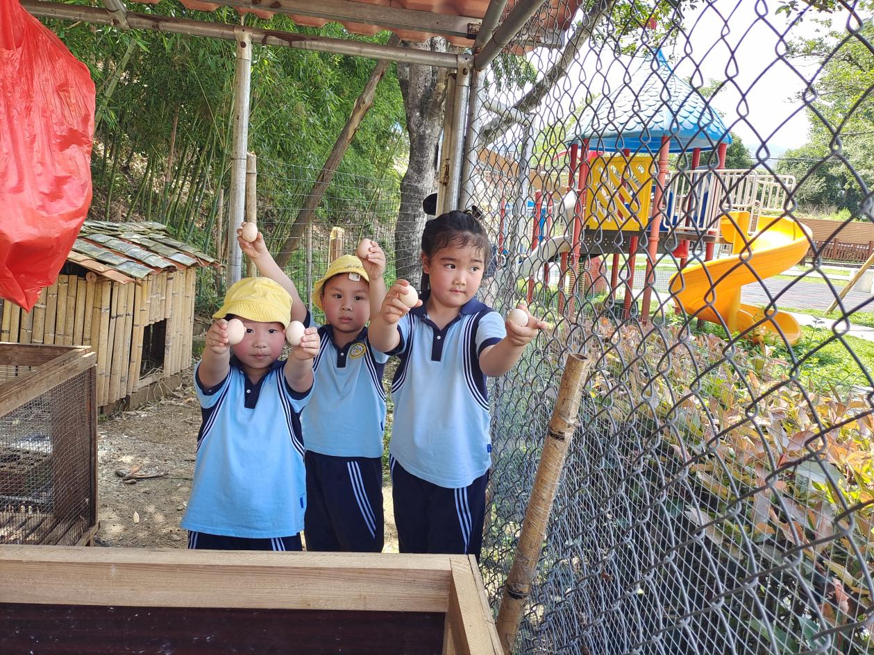 总园的孩子来到王桥分园体验捡鸡蛋。明溪县实验幼儿园供图