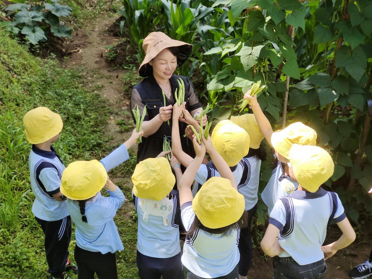 总园的孩子在王桥分园体验摘豆角。明溪县实验幼儿园供图
