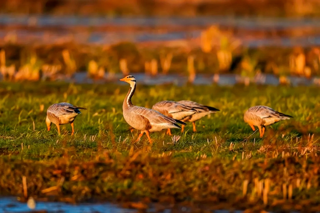 ��͡͡��Դ��Ȼ��������̬������������͡����ý�����Ĺ�ͼ